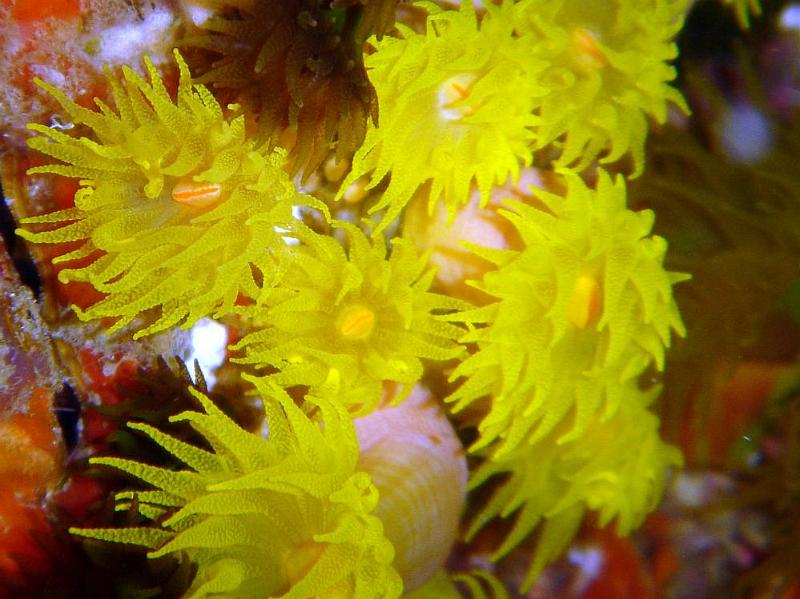 SIMILAN nov  2008 .PHOTO PHILIPPE (106).JPG